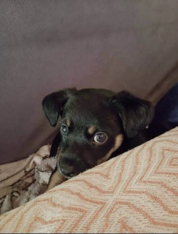Cachorro ra a SRD-ViraLata idade Abaixo de 2 meses nome Pandinha 