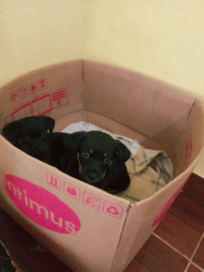 Cachorro ra a SRD-ViraLata idade Abaixo de 2 meses nome Pandinha 