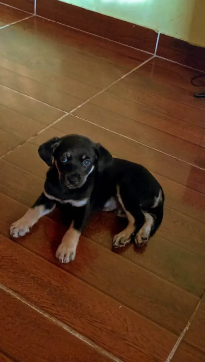 Cachorro ra a SRD-ViraLata idade Abaixo de 2 meses nome Carvãozinho 