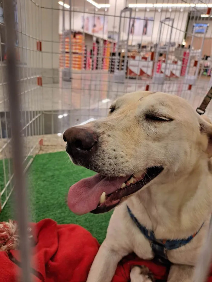 Cachorro ra a SRD idade 2 anos nome Sol