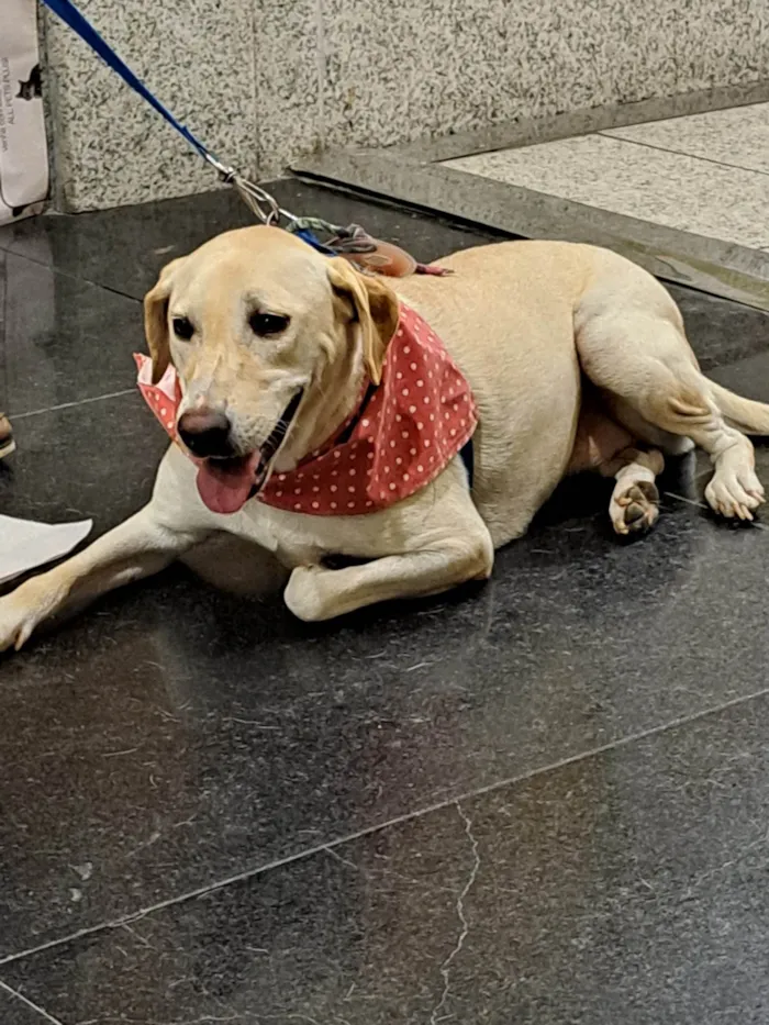 Cachorro ra a SRD idade 2 anos nome Sol