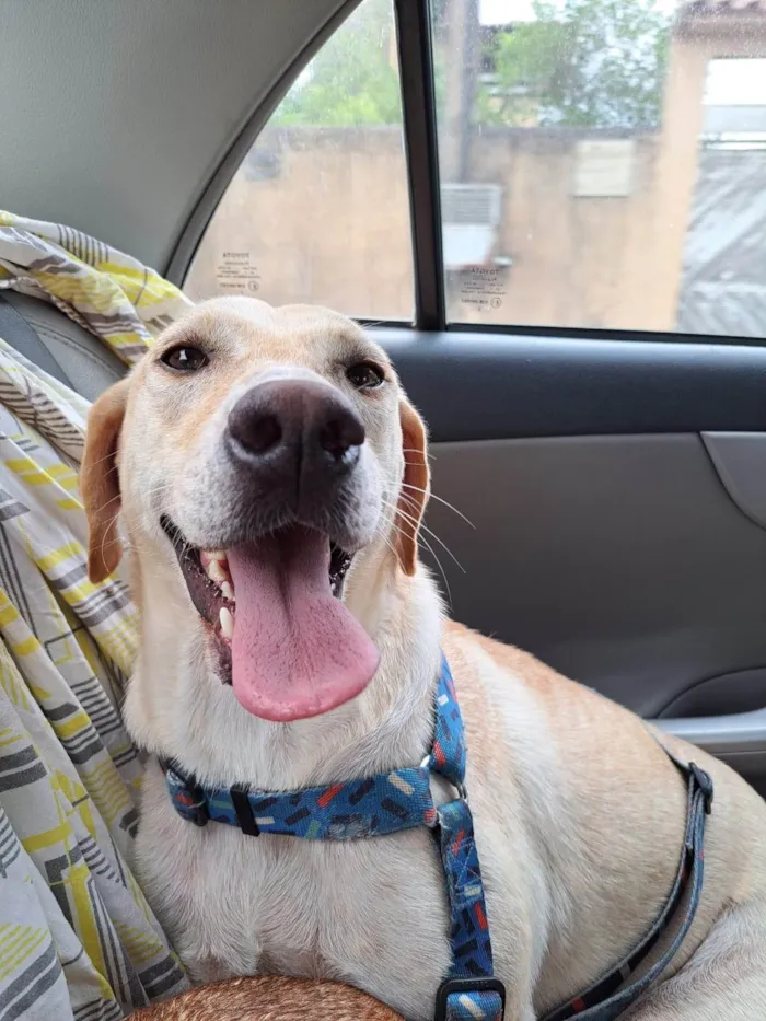 Cachorro ra a SRD idade 2 anos nome Sol