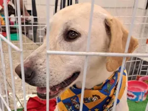Cachorro raça SRD idade 2 anos nome Sol