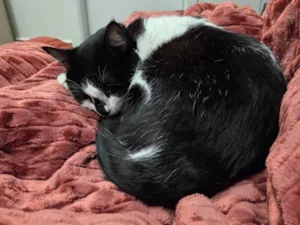 Gato raça SRD-ViraLata idade 6 ou mais anos nome Chica