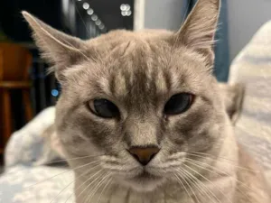 Gato raça SRD-ViraLata idade 6 ou mais anos nome Pandora 