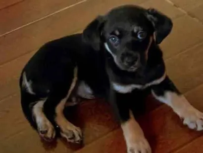 Cachorro raça SRD-ViraLata idade Abaixo de 2 meses nome Carvãozinho 