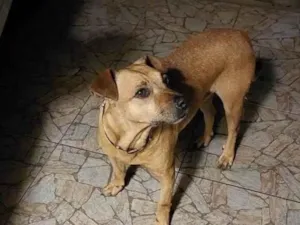 Cachorro raça SRD-ViraLata idade 2 anos nome Não sei