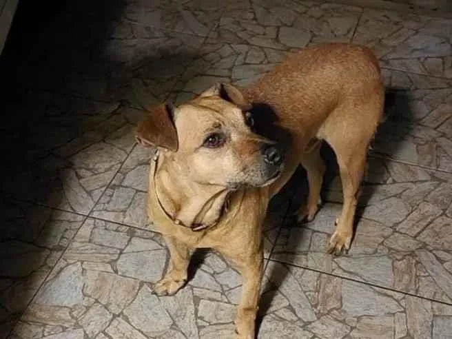Cachorro ra a SRD-ViraLata idade 2 anos nome Não sei