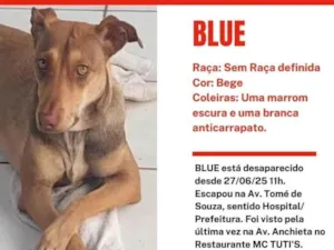 Cachorro raça SRD-ViraLata idade 7 a 11 meses nome Blue