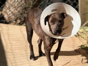 Cachorro raça SRD-ViraLata idade 2 anos nome Madonna