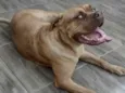 Mel