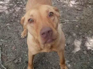 Cachorro raça SRD-ViraLata idade 4 anos nome Mimosa