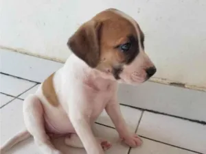 Cachorro raça SRD-ViraLata idade 2 a 6 meses nome MADONA