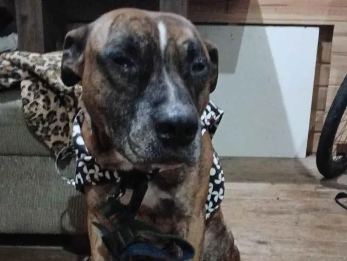 Cachorro ra a Pit-Bull idade 6 ou mais anos nome Pitty 