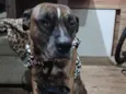 Pitty