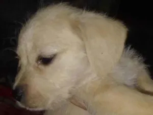 Cachorro raça SRD-ViraLata idade 2 a 6 meses nome Zoro