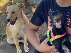 Cachorro raça SRD-ViraLata idade 4 anos nome Juli