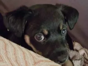 Cachorro raça SRD-ViraLata idade Abaixo de 2 meses nome Pandinha 