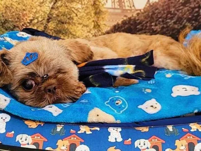 Cachorro ra a Shitzu idade 1 ano nome Sem nome 