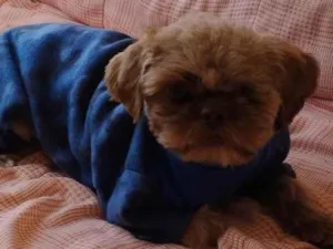 Cachorro raça Shitzu idade 1 ano nome Sem nome 