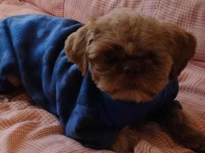 Cachorro ra a Shitzu idade 1 ano nome Sem nome 