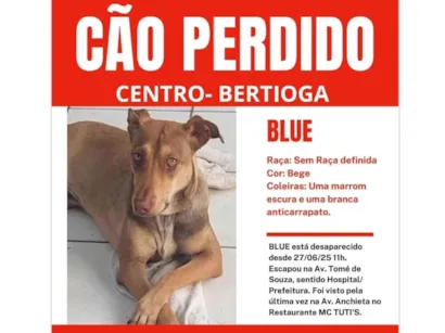 Cachorro raça SRD-ViraLata idade 7 a 11 meses nome Blue