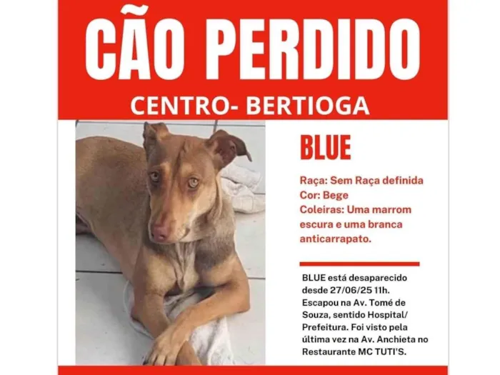 Cachorro ra a SRD-ViraLata idade 7 a 11 meses nome Blue