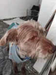 Alf