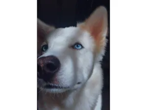 Cachorro raça Husky Siberiano idade 2 anos nome Ozzy