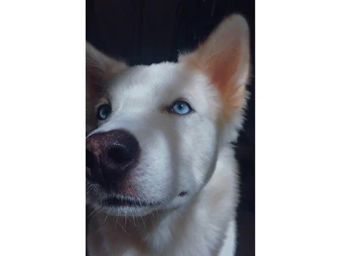 Cachorro ra a Husky Siberiano idade 2 anos nome Ozzy