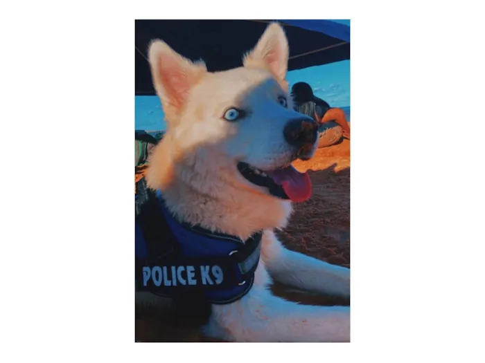 Cachorro ra a Husky Siberiano idade 2 anos nome Ozzy