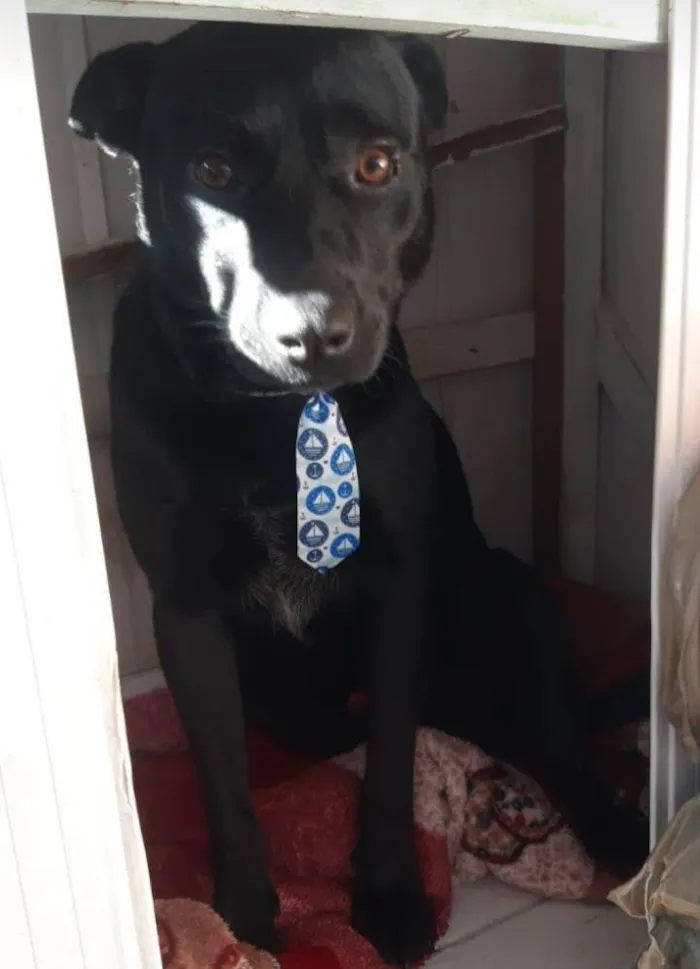 Cachorro ra a SRD-ViraLata idade 5 anos nome Scott
