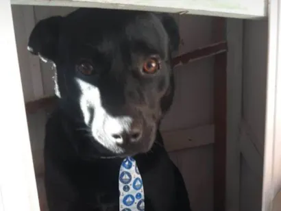 Cachorro raça SRD-ViraLata idade 5 anos nome Scott