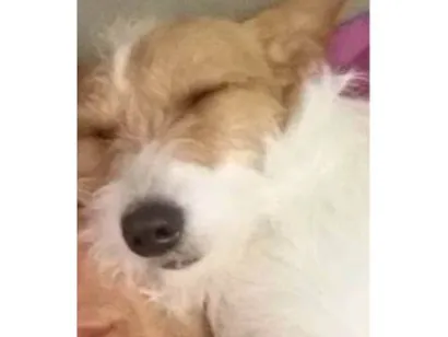 Cachorro raça SRD-ViraLata idade 6 ou mais anos nome Amora
