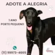 Alegria