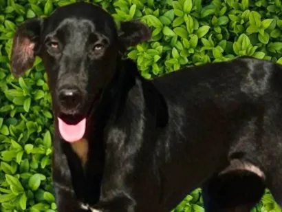 Cachorro raça SRD-ViraLata idade 1 ano nome Alegria