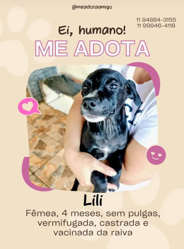 Cachorro ra a SRD-ViraLata idade 2 a 6 meses nome Vencedores 