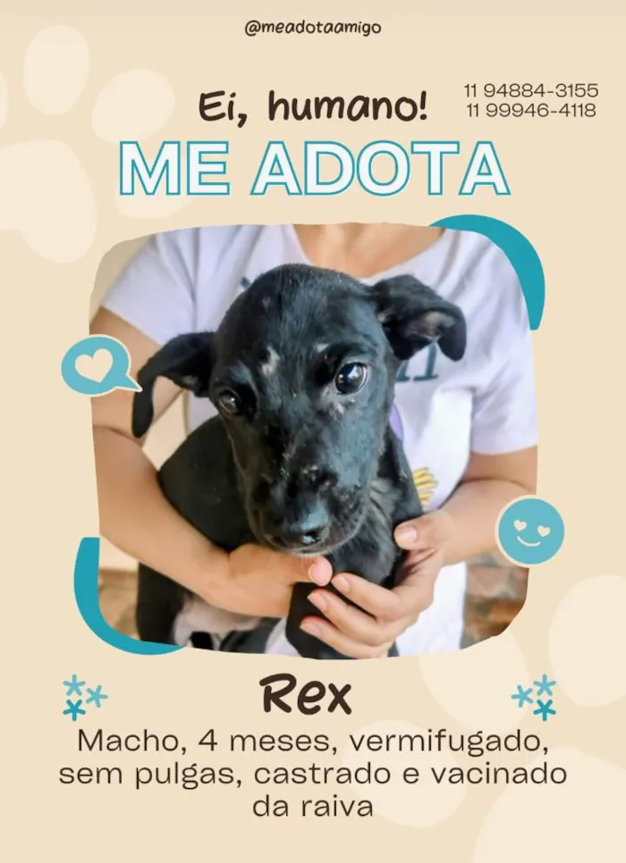 Cachorro ra a SRD-ViraLata idade 2 a 6 meses nome Vencedores 