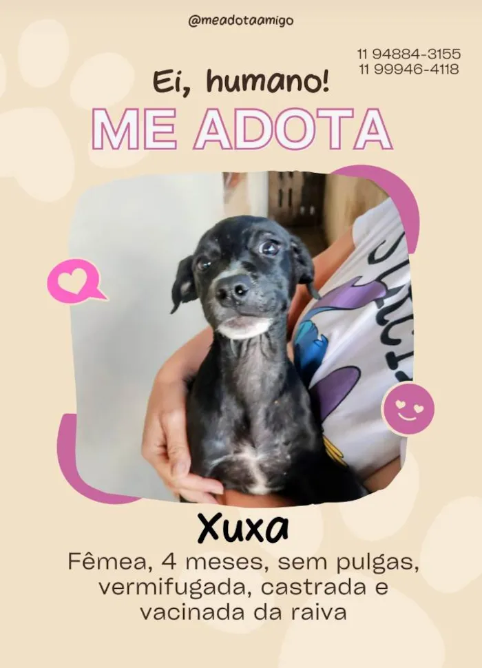 Cachorro ra a SRD-ViraLata idade 2 a 6 meses nome Vencedores 