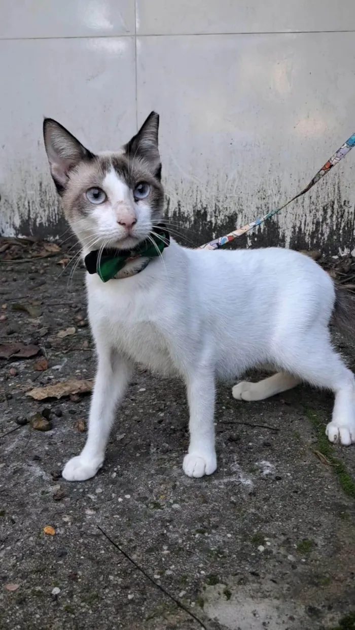 Gato ra a SRD-ViraLata idade 7 a 11 meses nome Betinho