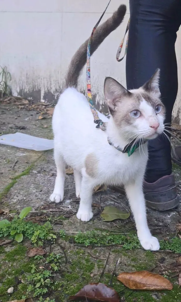 Gato ra a SRD-ViraLata idade 7 a 11 meses nome Betinho