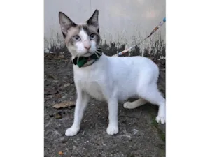 Gato raça SRD-ViraLata idade 7 a 11 meses nome Betinho