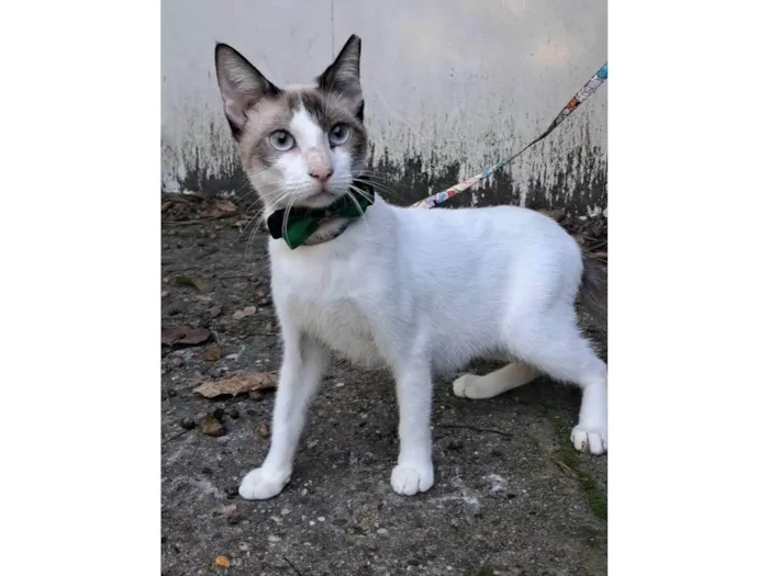 Gato ra a SRD-ViraLata idade 7 a 11 meses nome Betinho