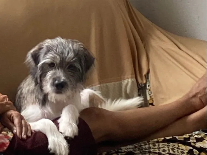 Cachorro ra a SRD-ViraLata idade 7 a 11 meses nome Zé 