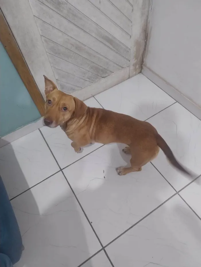Cachorro ra a SRD-ViraLata idade 2 anos nome Nao tem nome 