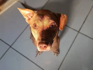 Cachorro raça SRD-ViraLata idade 2 anos nome Nao tem nome 