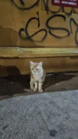 Doação de gato Itapoa parque