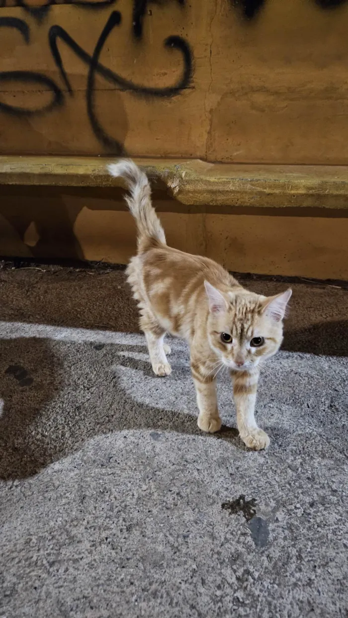 Gato ra a SRD-ViraLata idade 2 a 6 meses nome Doação de gato Itapoa parque 