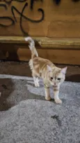 Doação de gato Itapoa parque