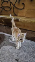 Doação de gato Itapoa parque